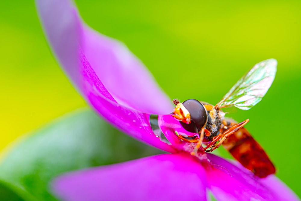 a fly sitting on top of a purple flower