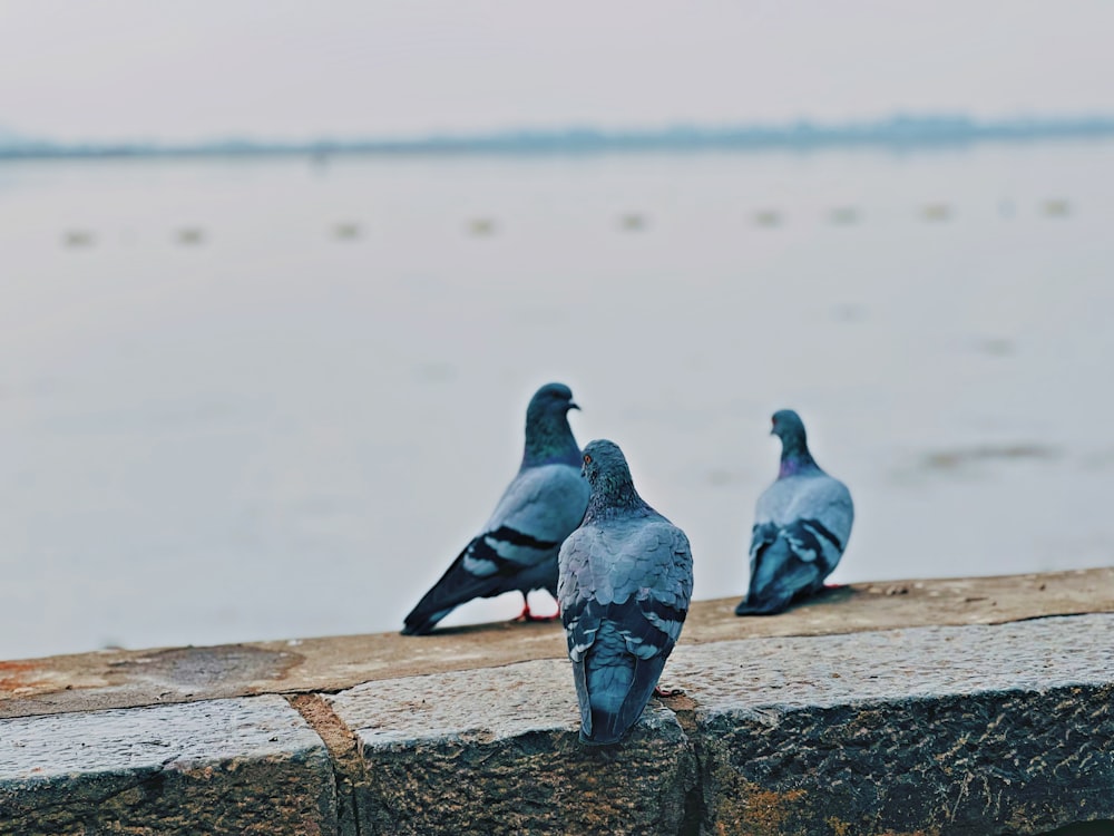 a flock of pigeons sitting on a ledge next to a body of water
