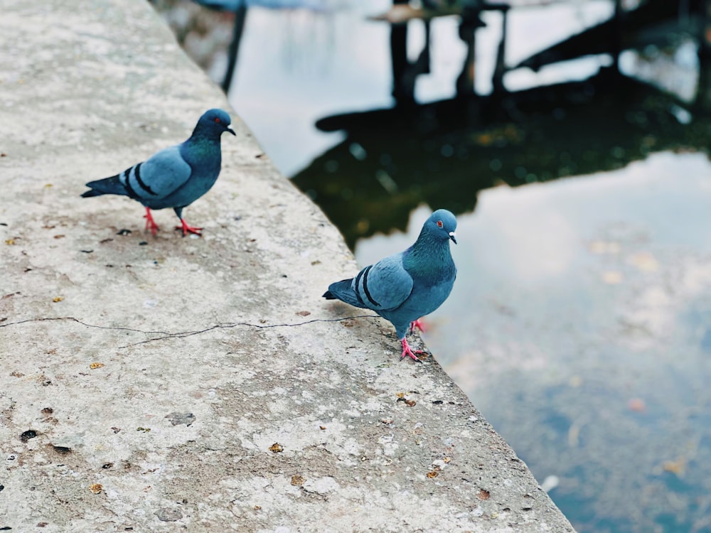 two pigeons standing on a ledge next to a body of water