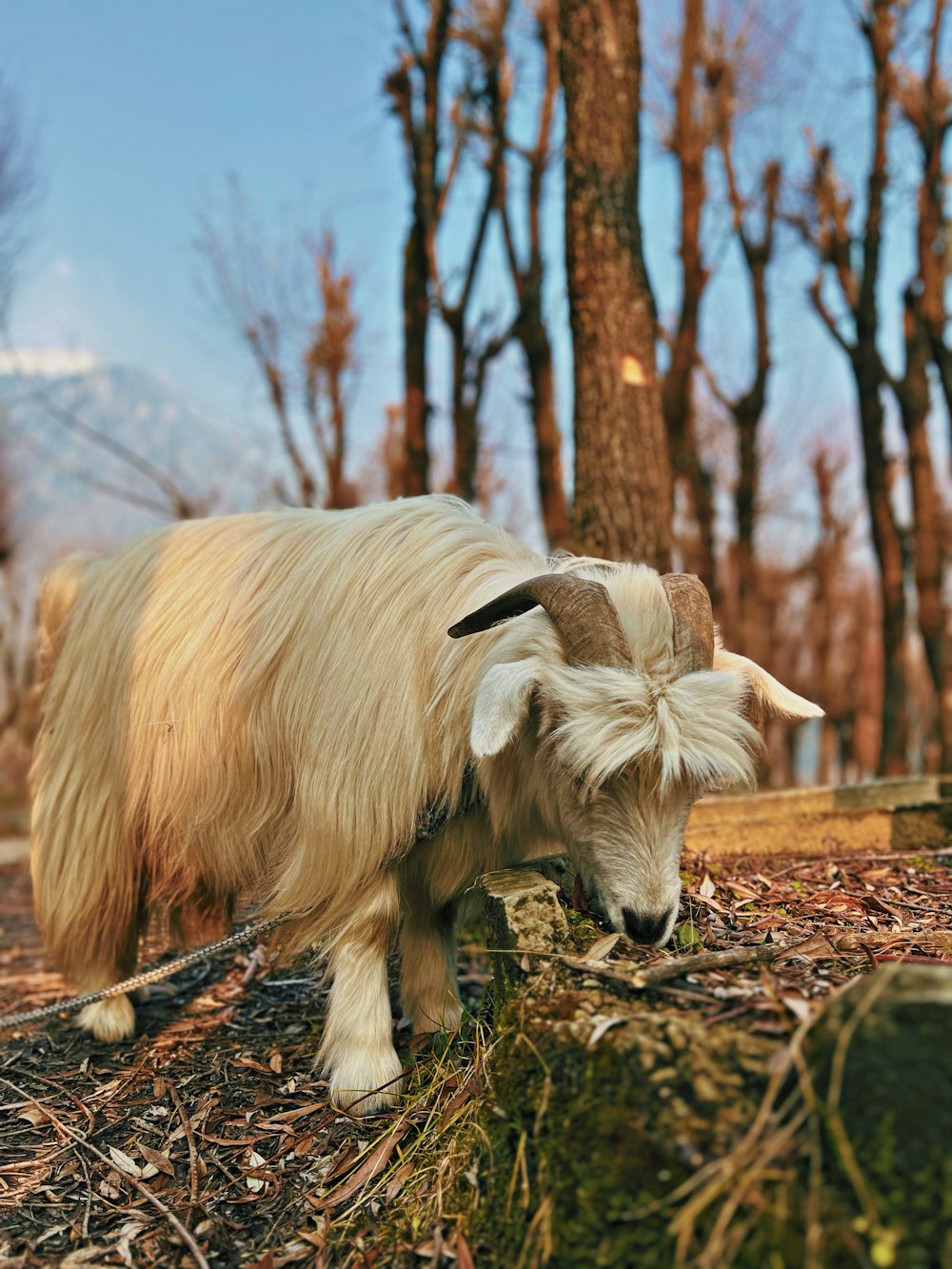 a goat with long hair standing in a wooded area
