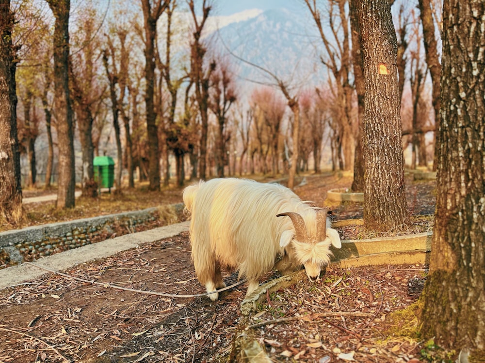 a goat is standing in the middle of a forest