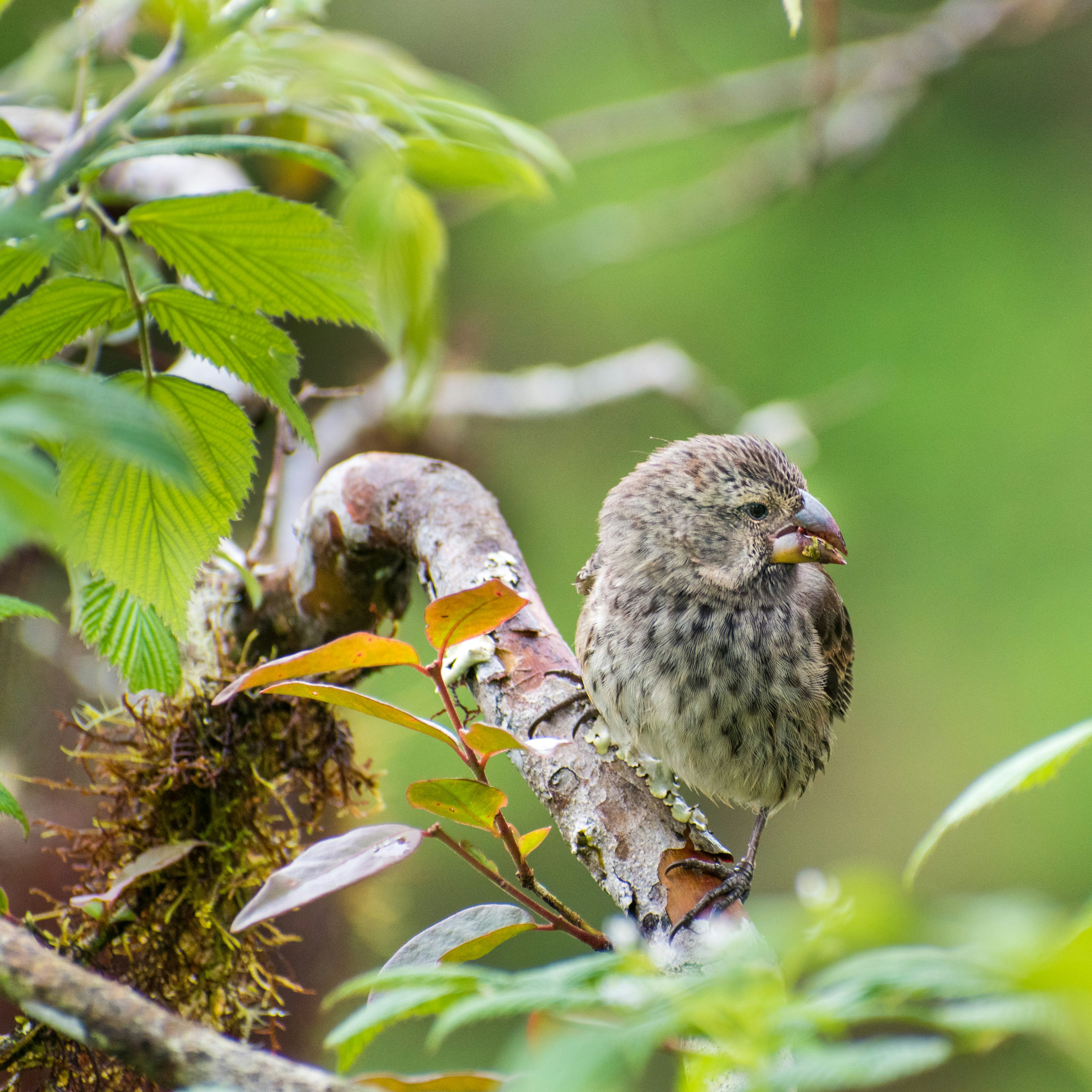White-Winged Diuca Finch: The Snowy Singer (image credits: unsplash)