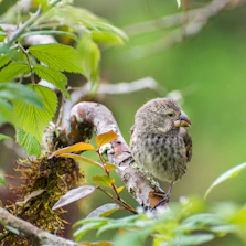 a small bird perched on a branch in a tree