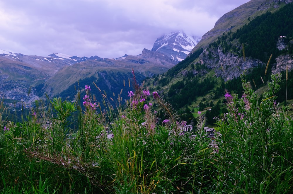 a view of a mountain range with flowers in the foreground