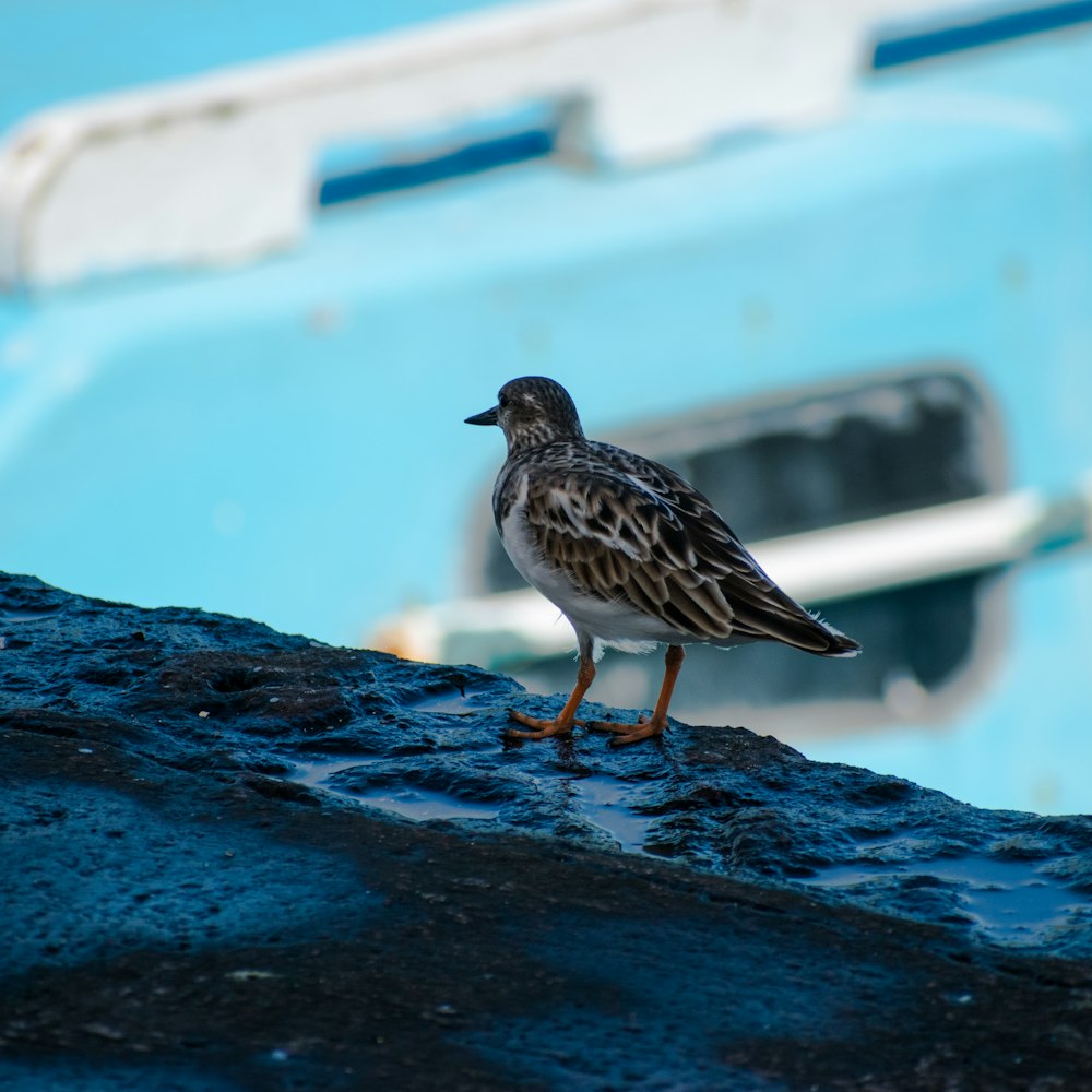 a small bird standing on a rock next to a boat