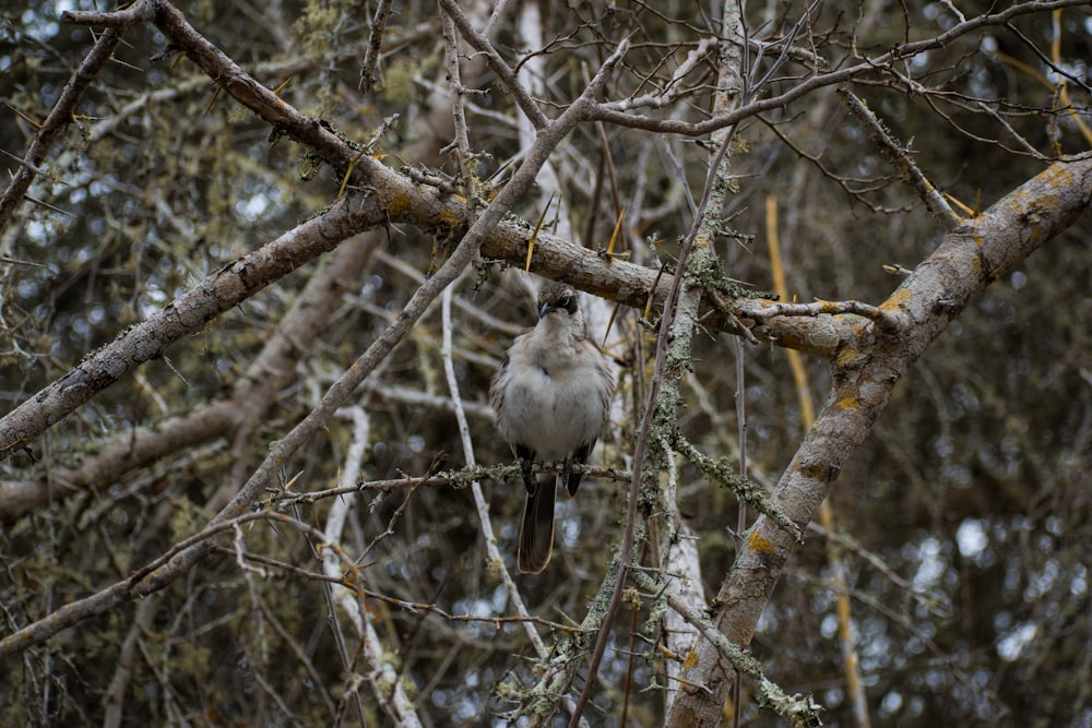 un oiseau perché sur une branche d’arbre dans une forêt