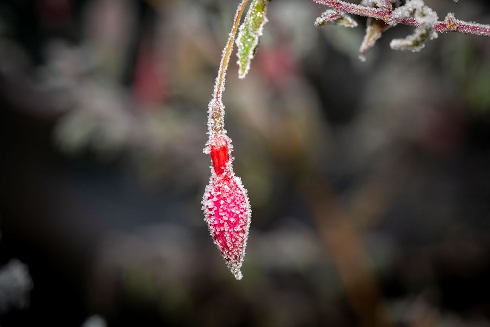 una hoja roja colgando de un árbol cubierto de hielo