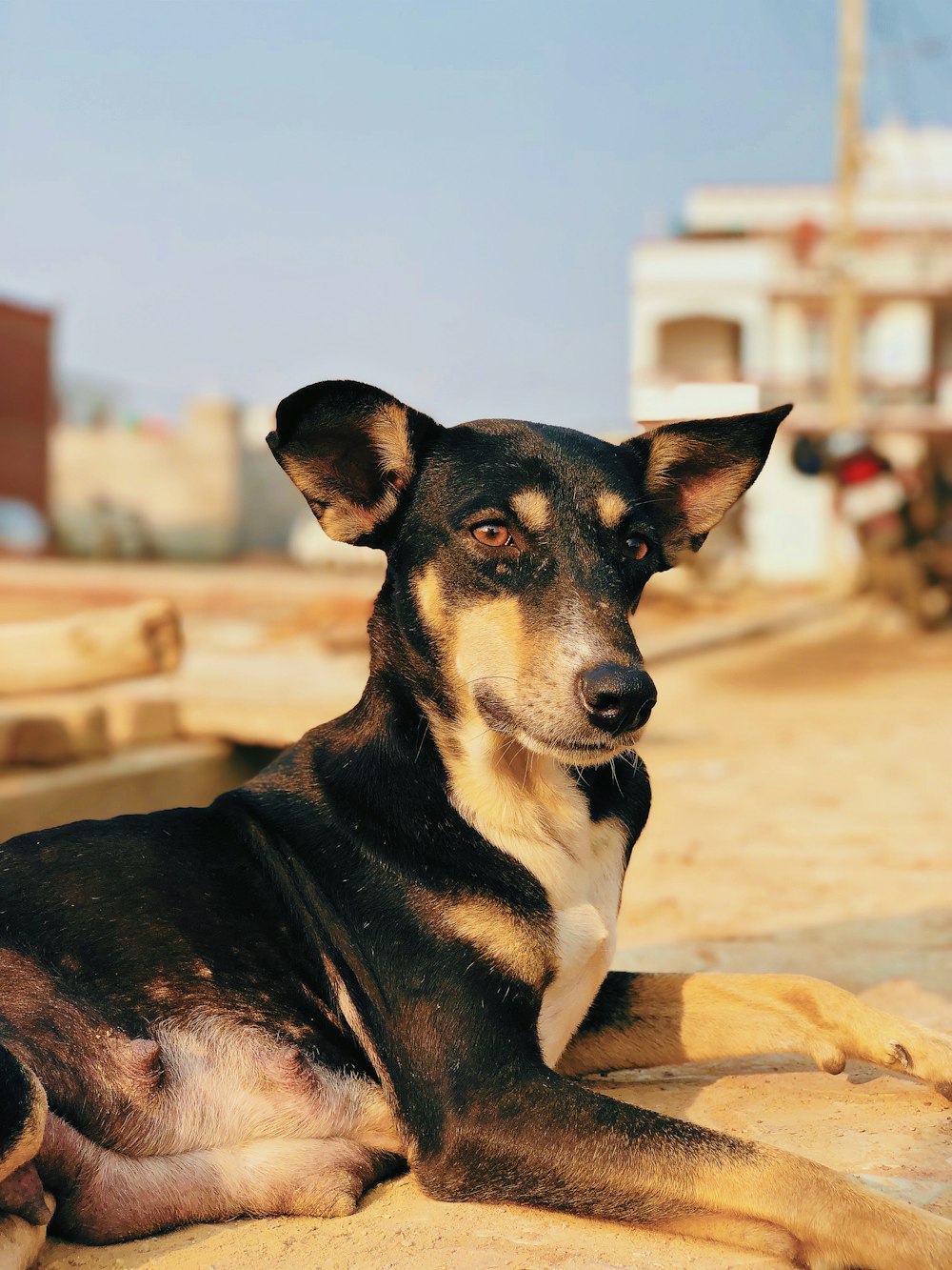 a black and brown dog laying on top of a sandy beach