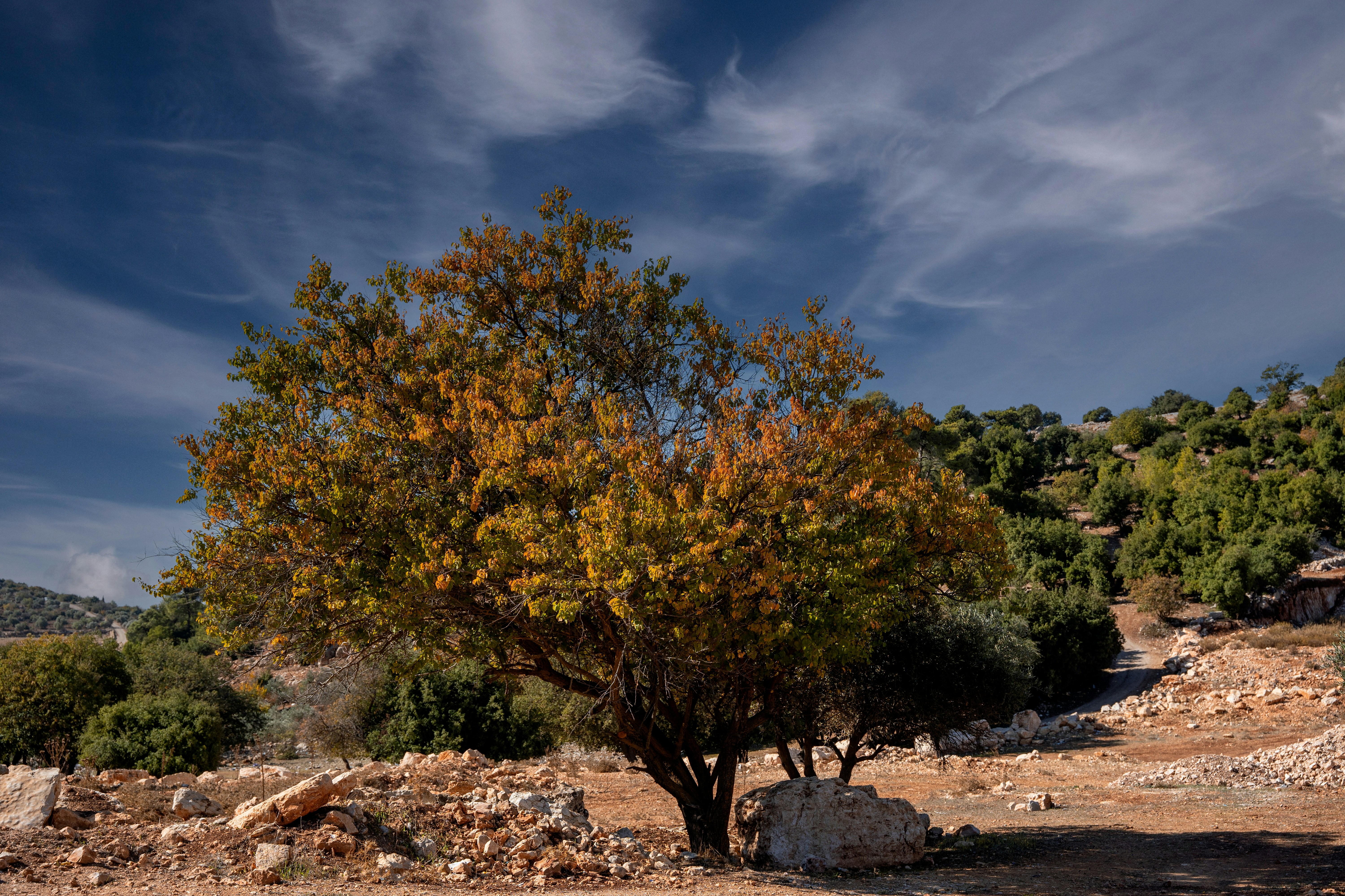 Choose from a curated selection of tree photos. Always free on Unsplash.