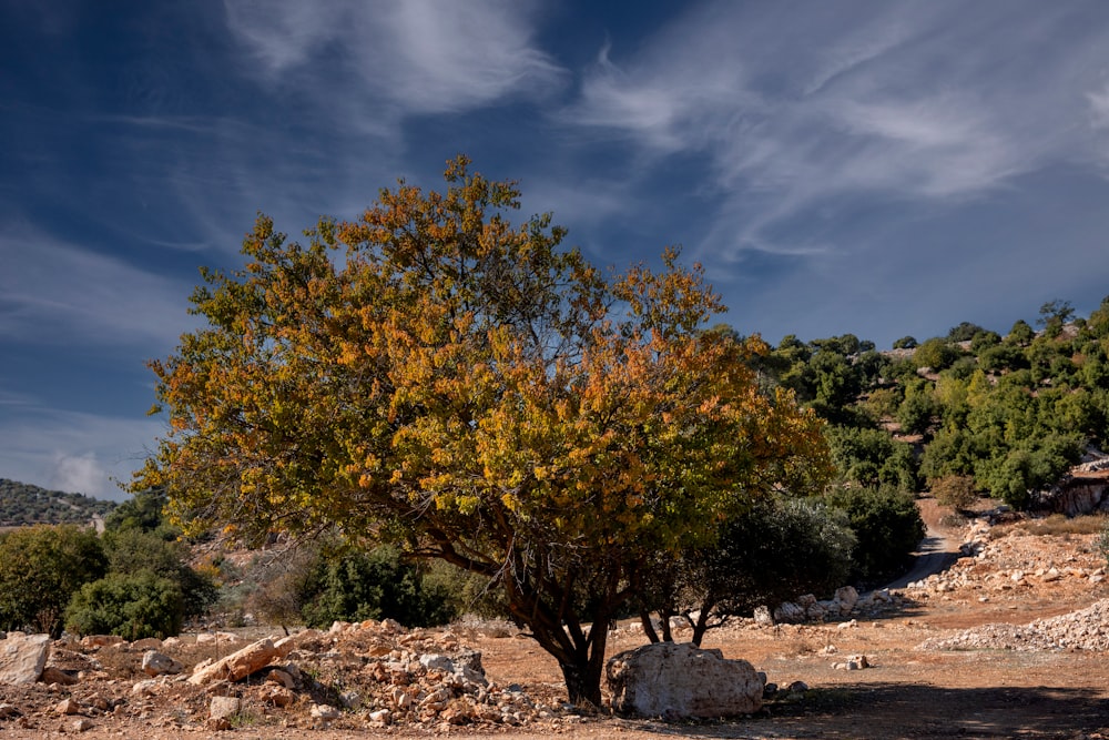 a tree in the middle of a rocky area