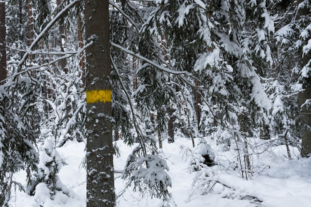 a yellow sign in the middle of a snowy forest