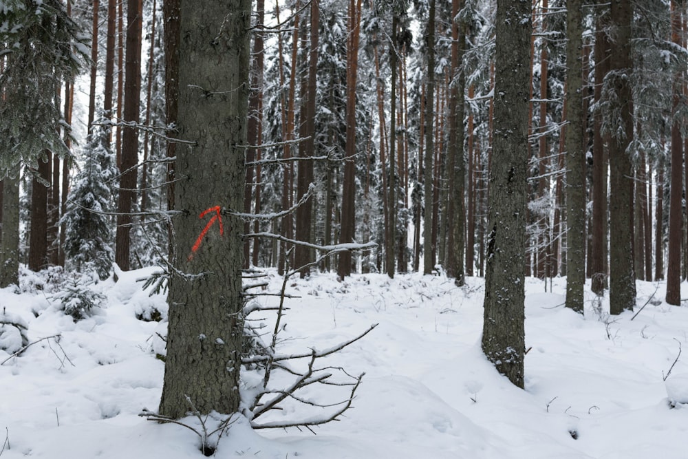 uma trilha na floresta é marcada com um marcador vermelho