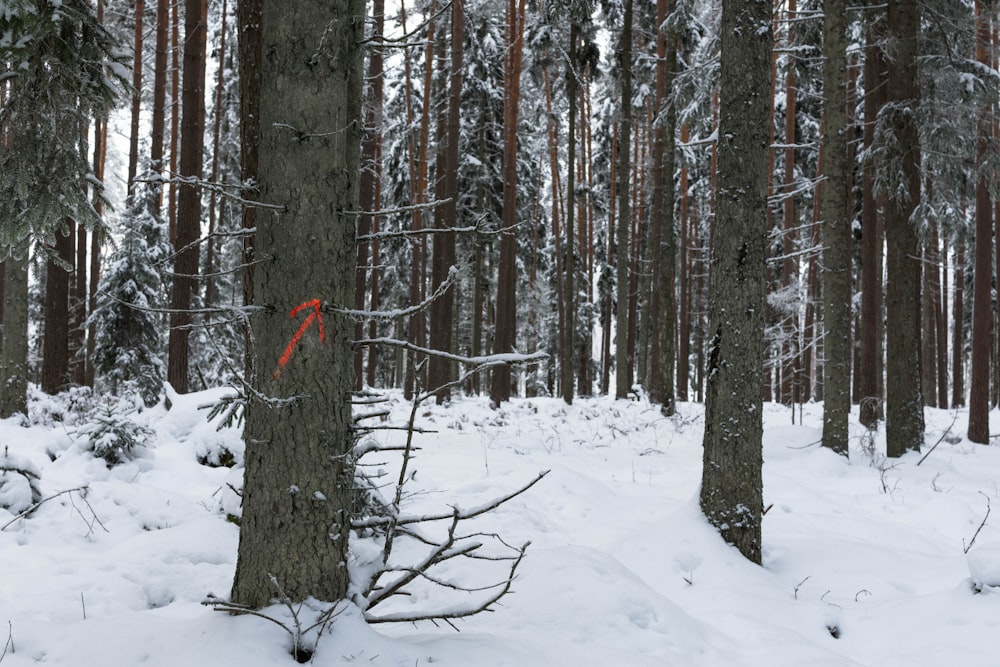 a trail in the woods is marked with a red marker