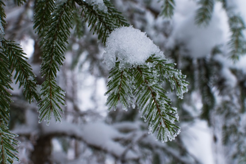 a close up of a pine tree with snow on it