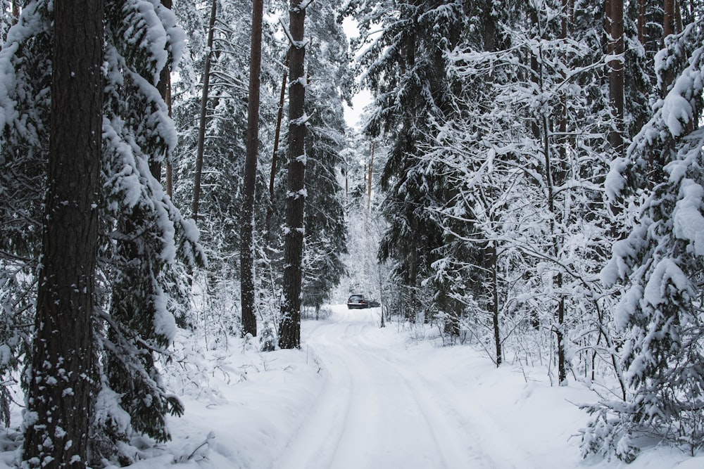 Un'auto che percorre una strada innevata nel bosco