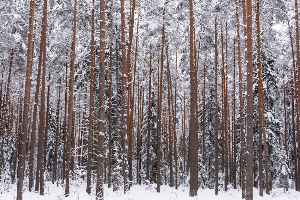 a forest filled with lots of tall trees covered in snow