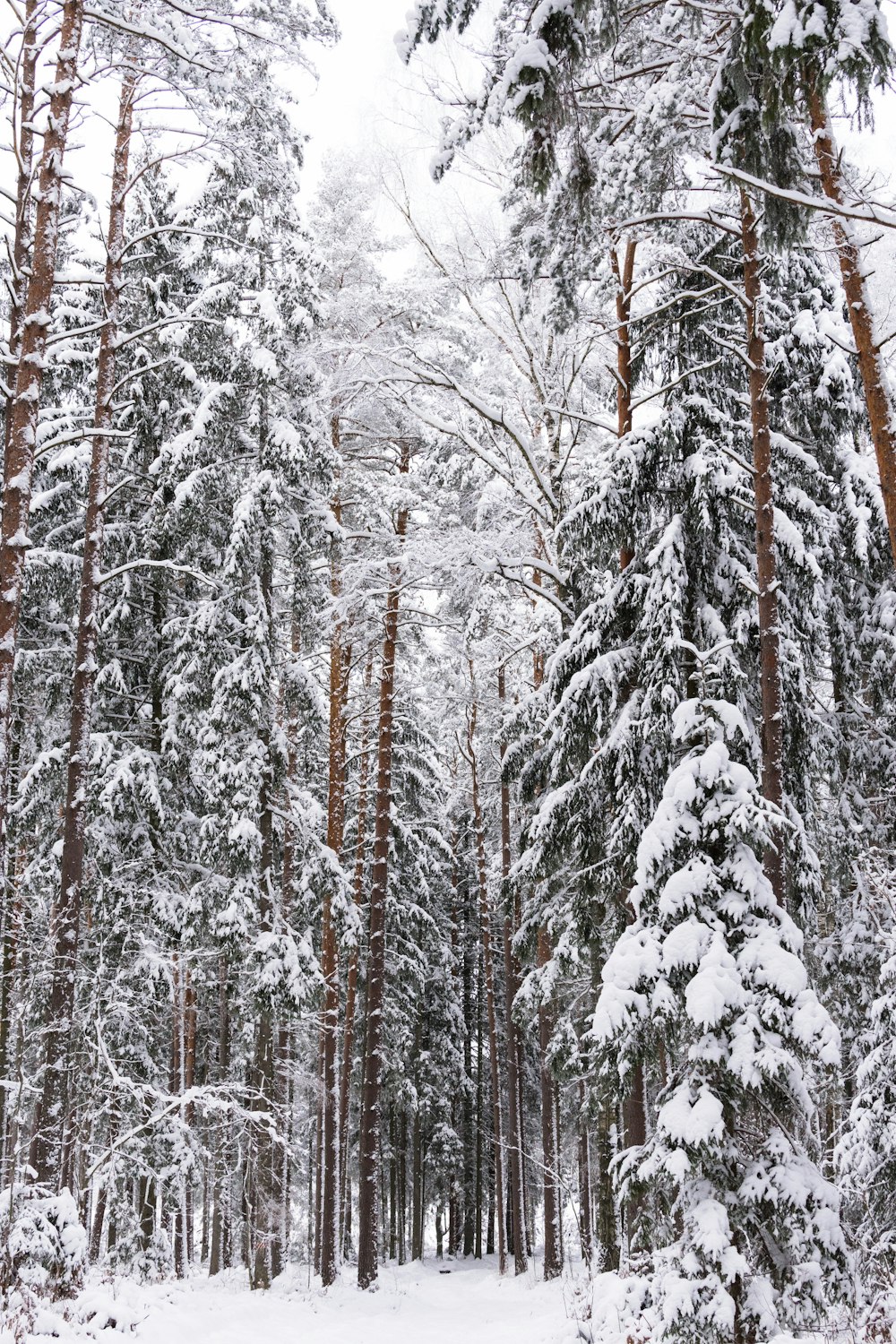 uma floresta cheia de muitas árvores cobertas de neve