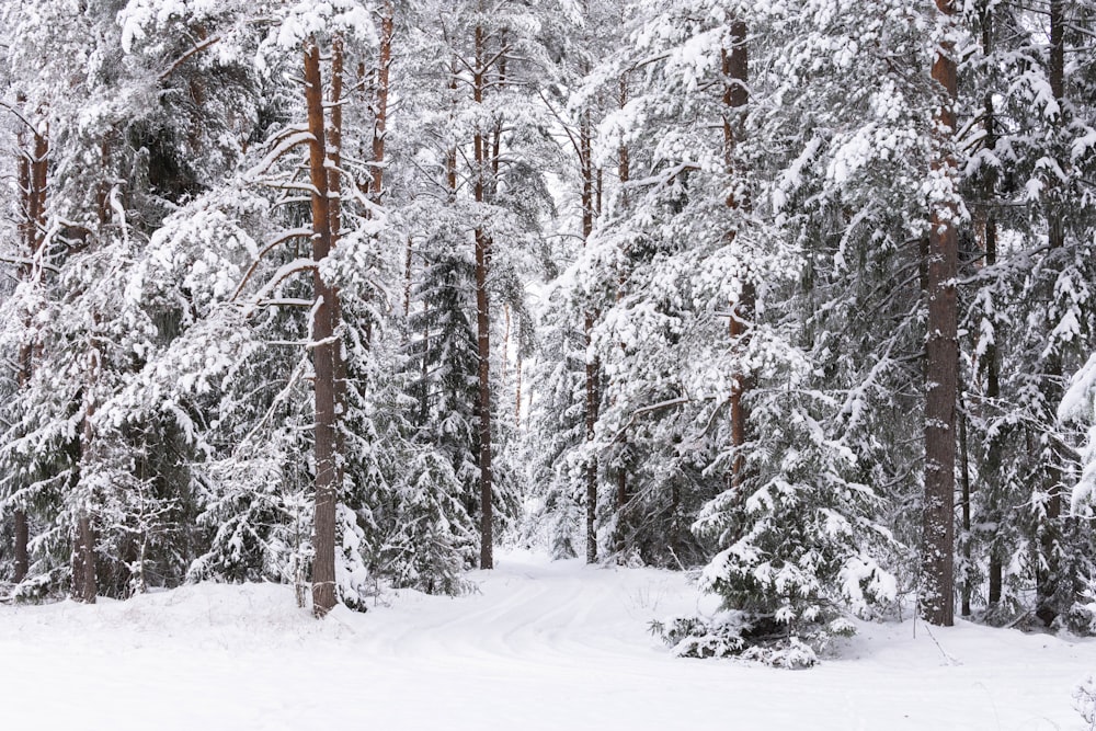 a snow covered forest filled with lots of trees