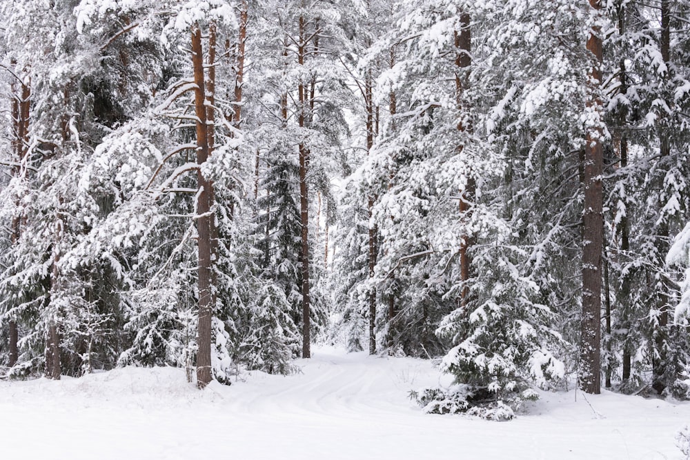 Un bosque cubierto de nieve lleno de muchos árboles