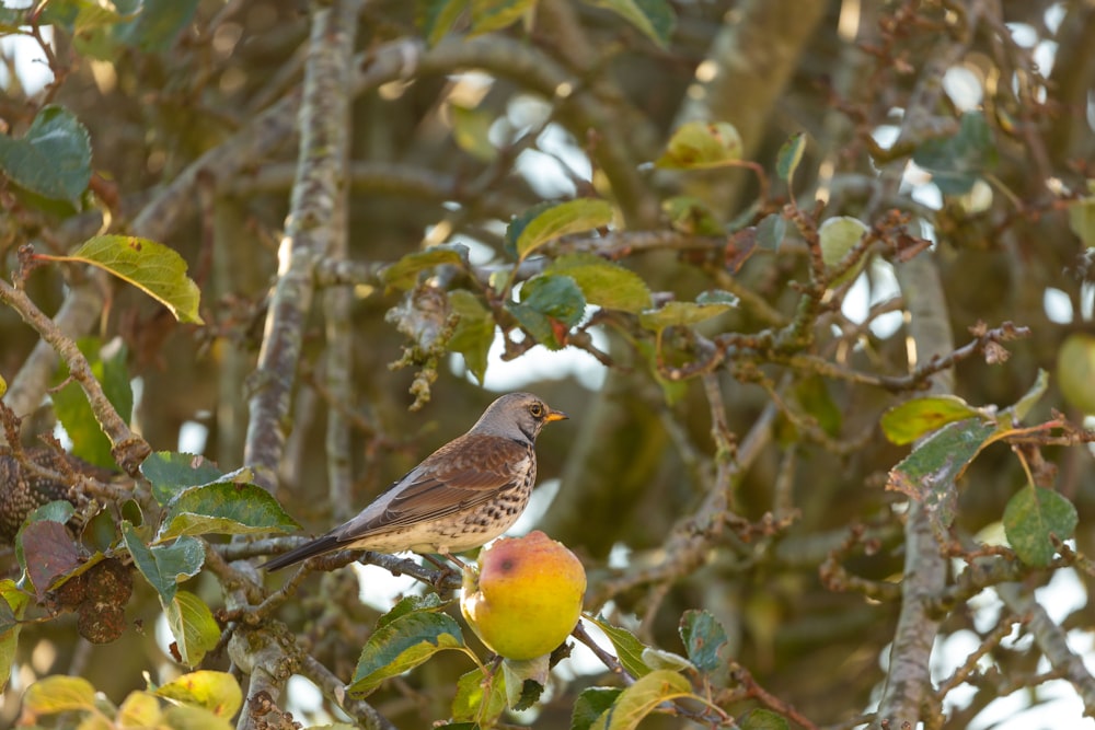 a bird sitting on a branch of a tree