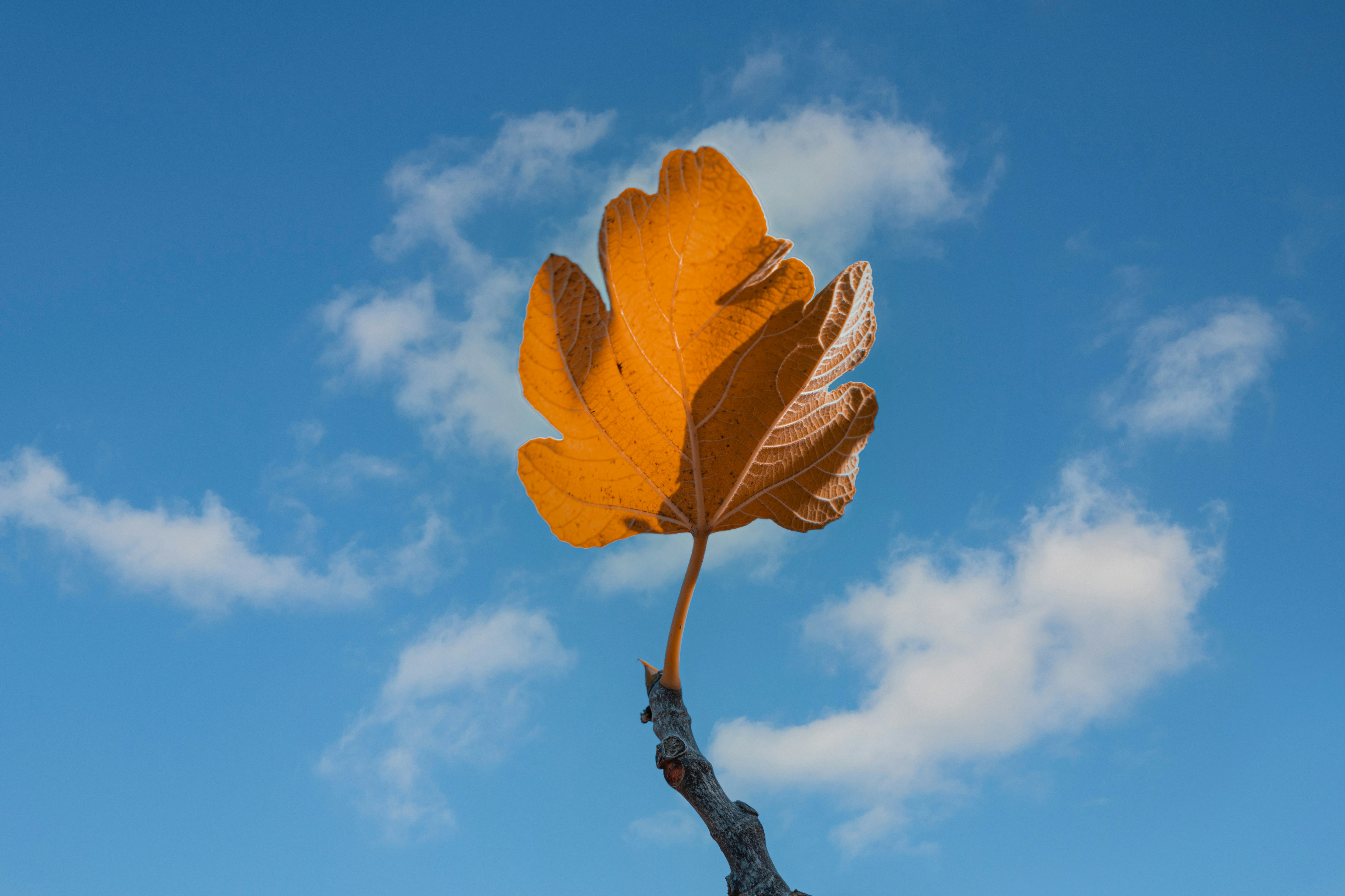 A single leaf on a tree branch with a blue sky in the background photo ...