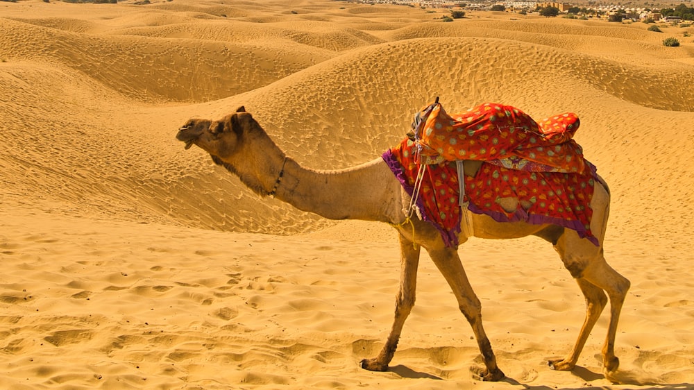 a camel walking in the sand in the desert