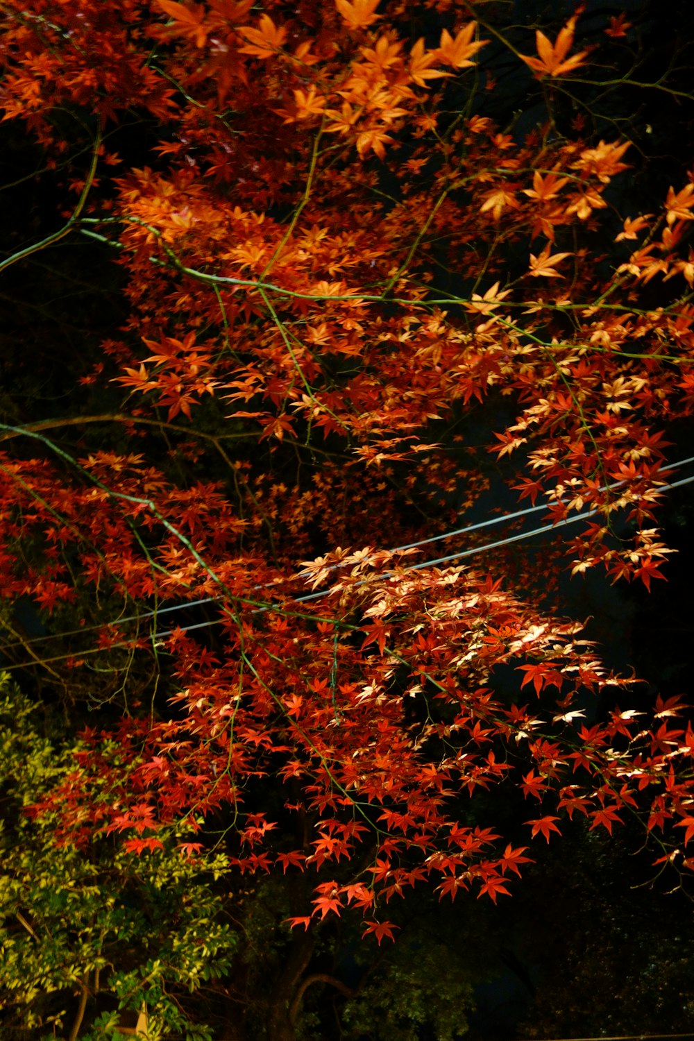 a bench under a tree with red leaves