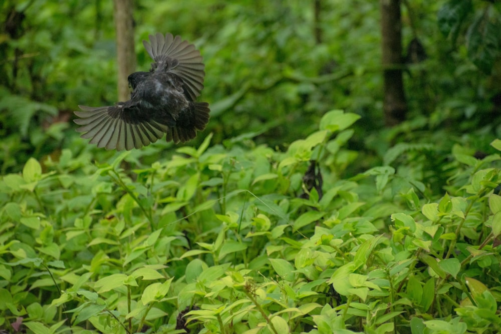 a bird flying over a lush green forest