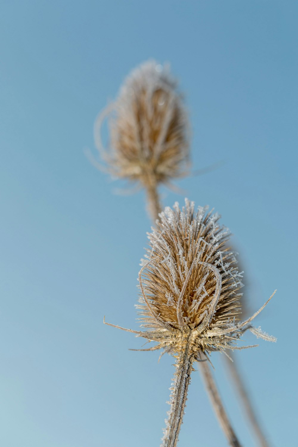 a close up of a plant with a blue sky in the background