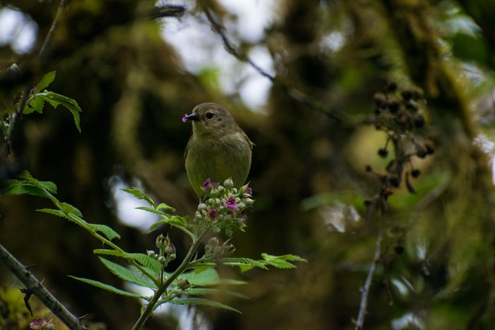 a small bird perched on a branch of a tree