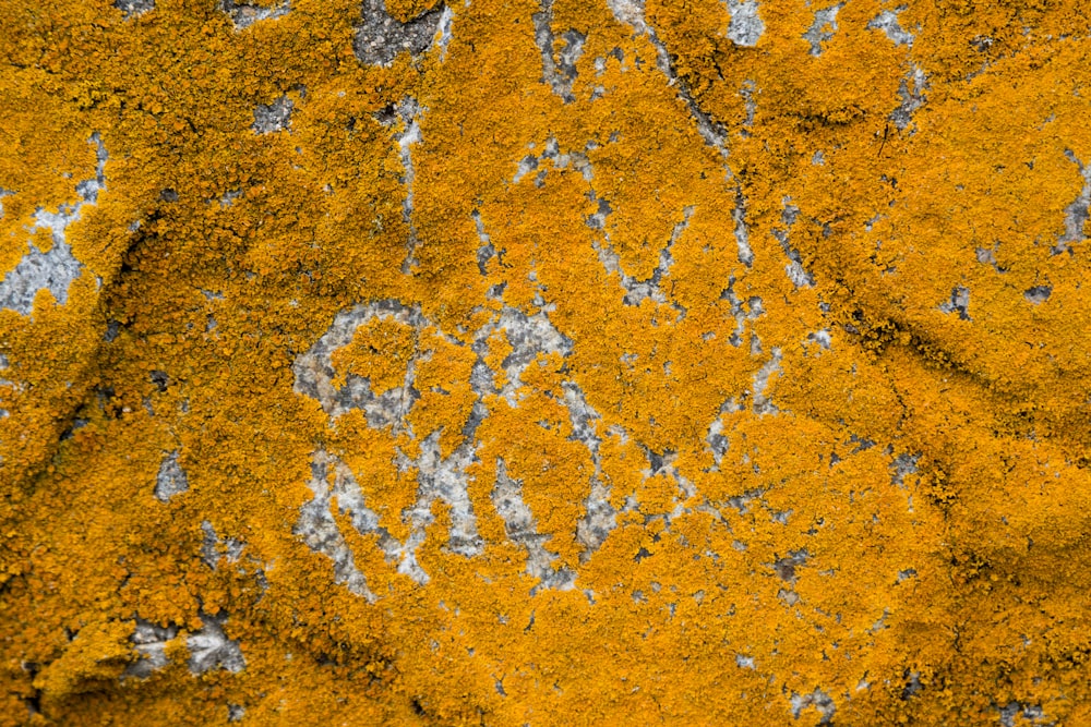 a close up of a yellow and white substance