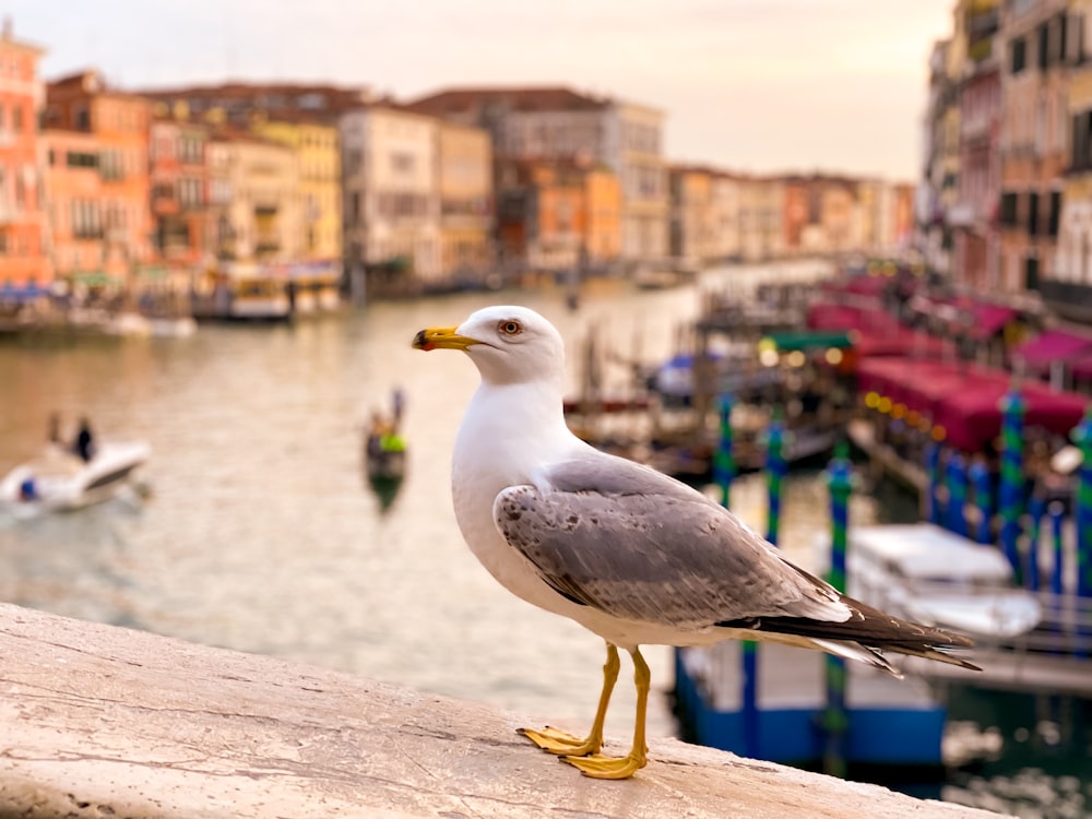 a seagull is standing on a ledge near a body of water