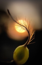 a close up of a plant with a blurry background