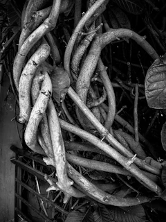 An artistic shot of intertwined garden vines in deep green and burgundy hues