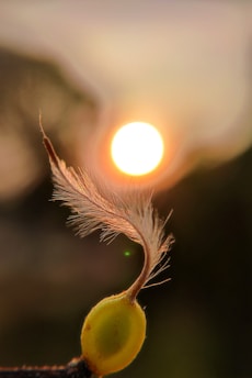 A close-up of a small yellow seed with a delicate feather attached to it, against a soft-focus background. The sun is setting or rising, casting a warm glow and creating bokeh effects in the background.