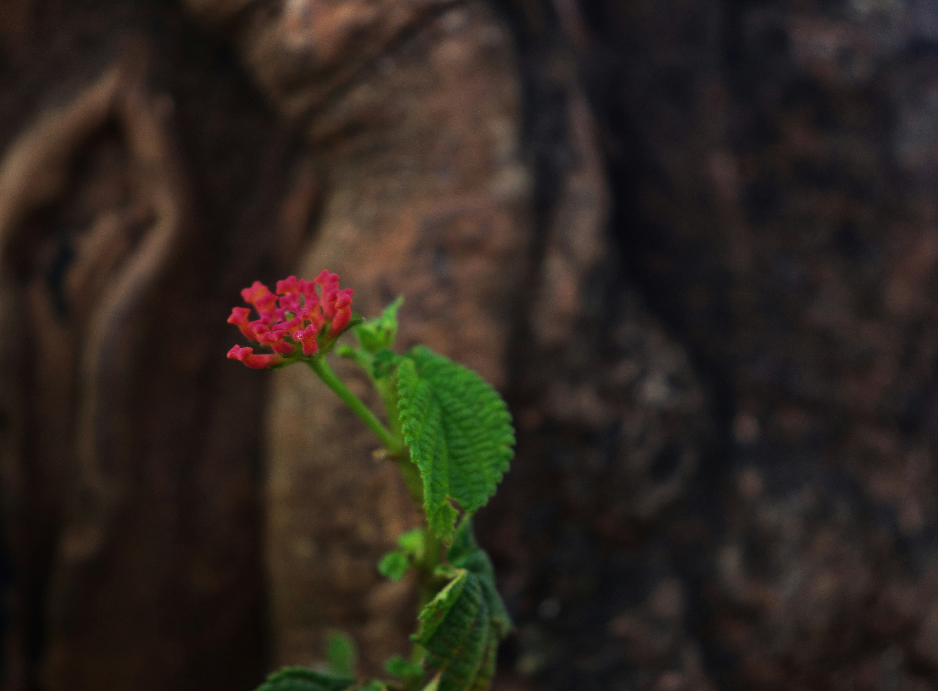 緑の植物の上に座っている小さな赤い花