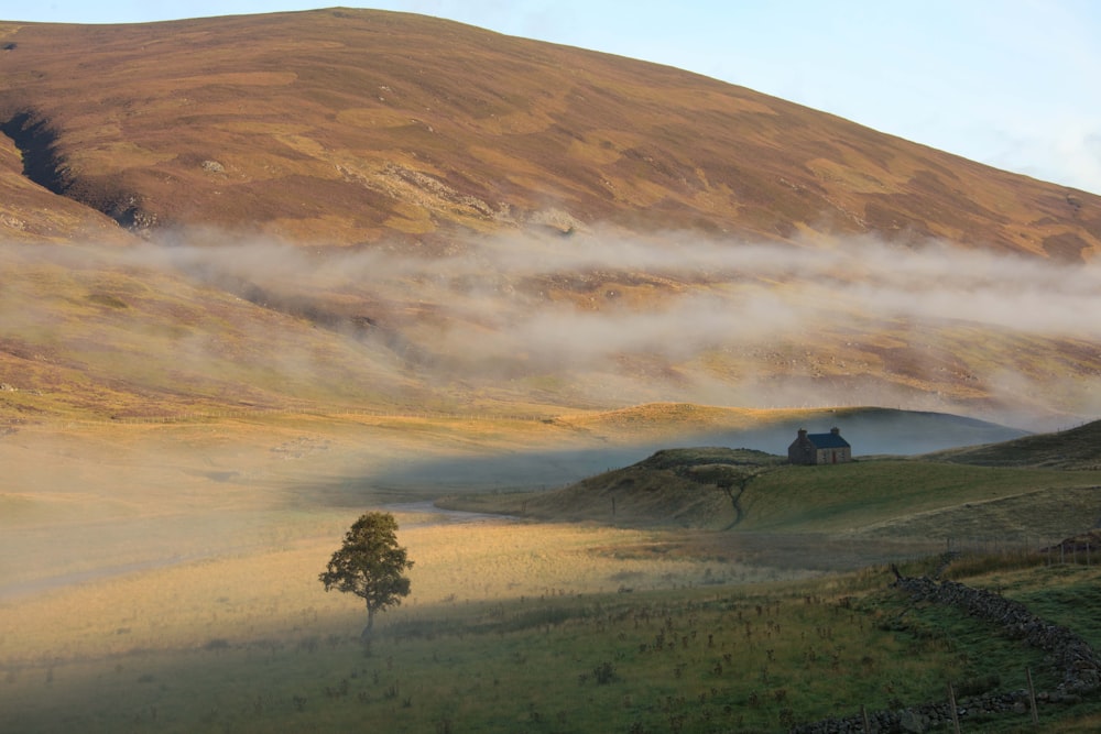 a lone tree in a field with a mountain in the background