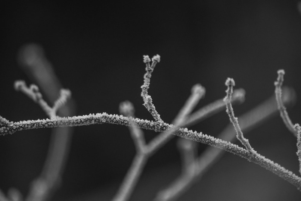 a black and white photo of a tree branch