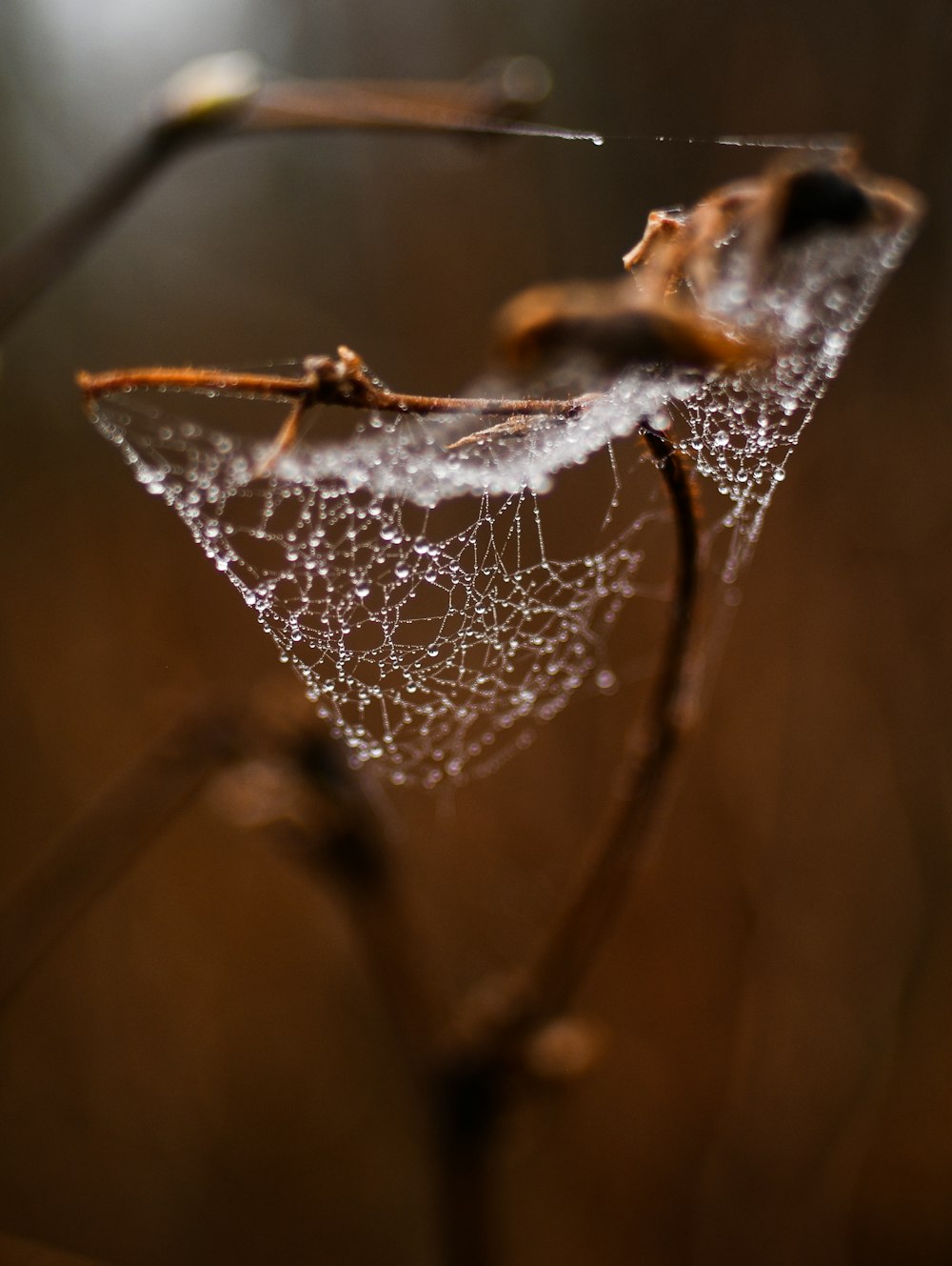 a close up of a leaf with water droplets on it