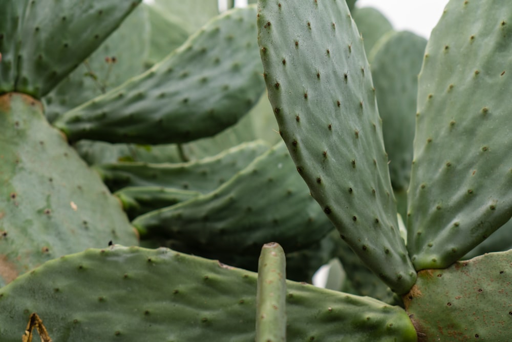 a close up of a green cactus plant