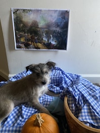 A small dog sits on a blue and white checkered fabric, next to a pumpkin. On the wall behind the dog is a poster depicting a fantasy landscape scene, featuring a path through a lush garden leading to a distant, glowing city.