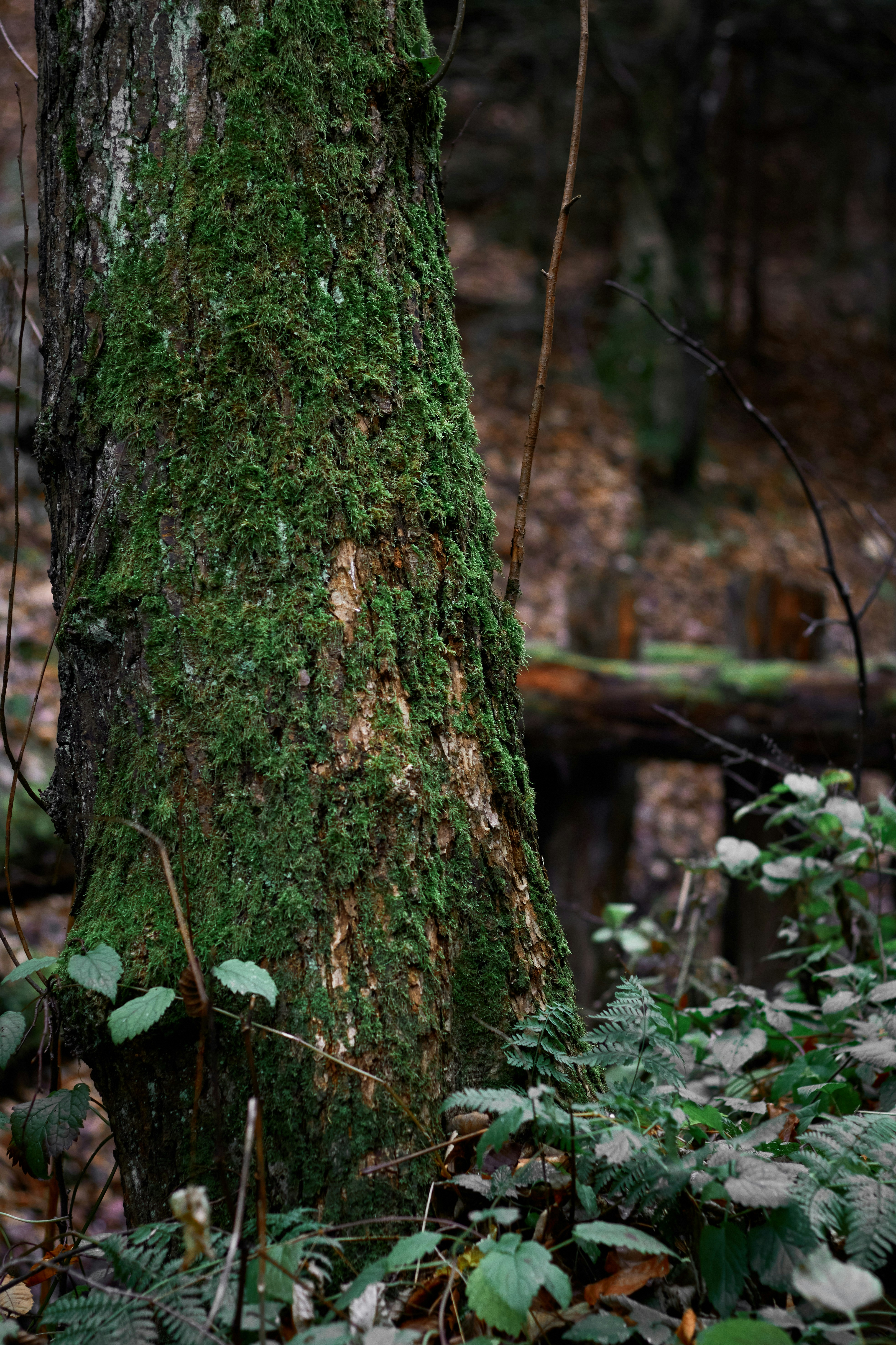 Photo by einthomas