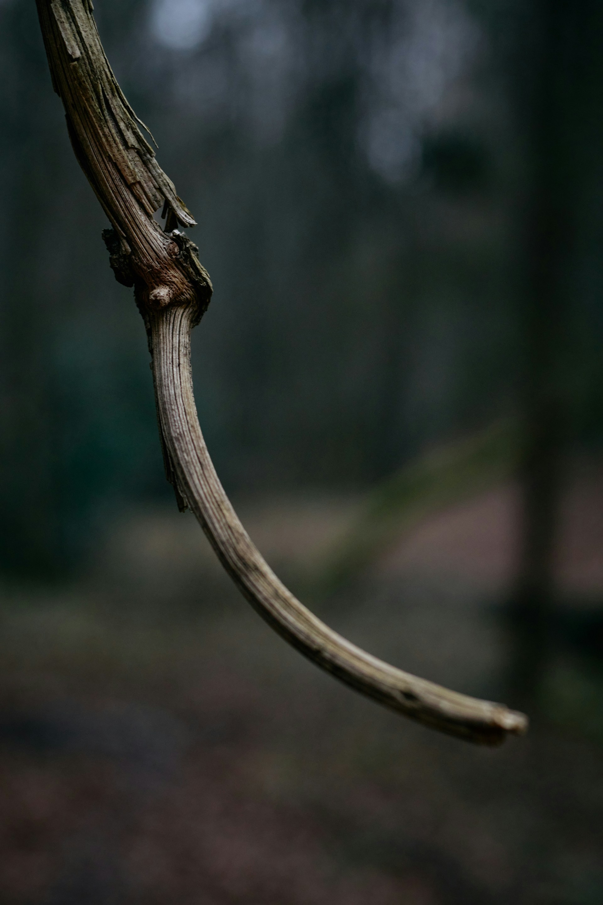 a branch of a tree in the woods