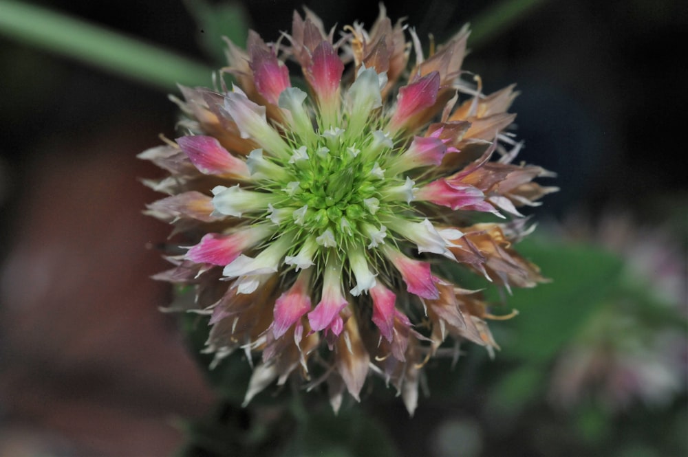 a close up of a flower with a blurry background