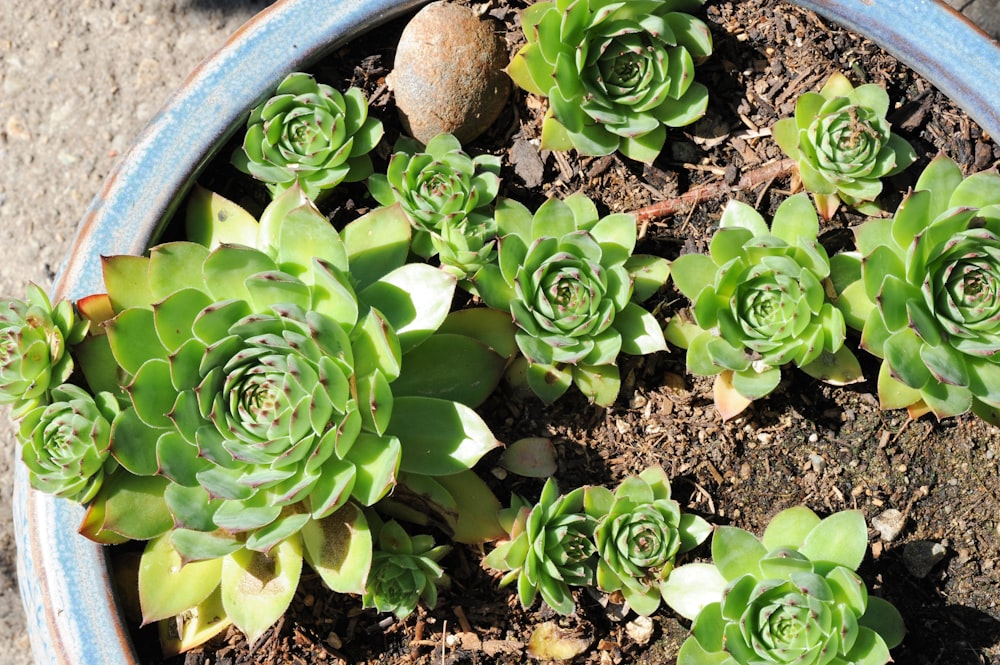 a blue pot filled with green plants on top of a sidewalk