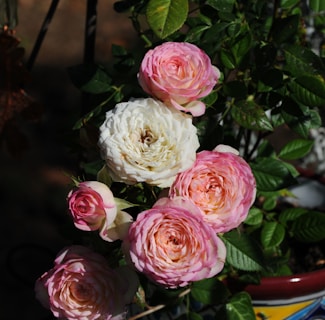 a bunch of pink and white flowers in a vase