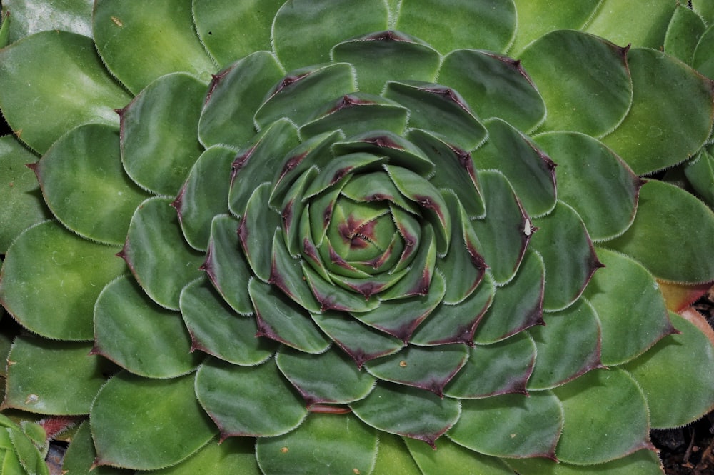 a close up of a large green plant