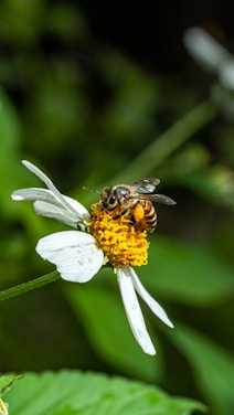 a bee is sitting on a white flower