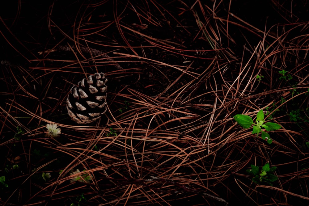 a pine cone sitting on top of a pile of grass