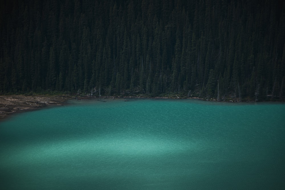 a large body of water surrounded by trees